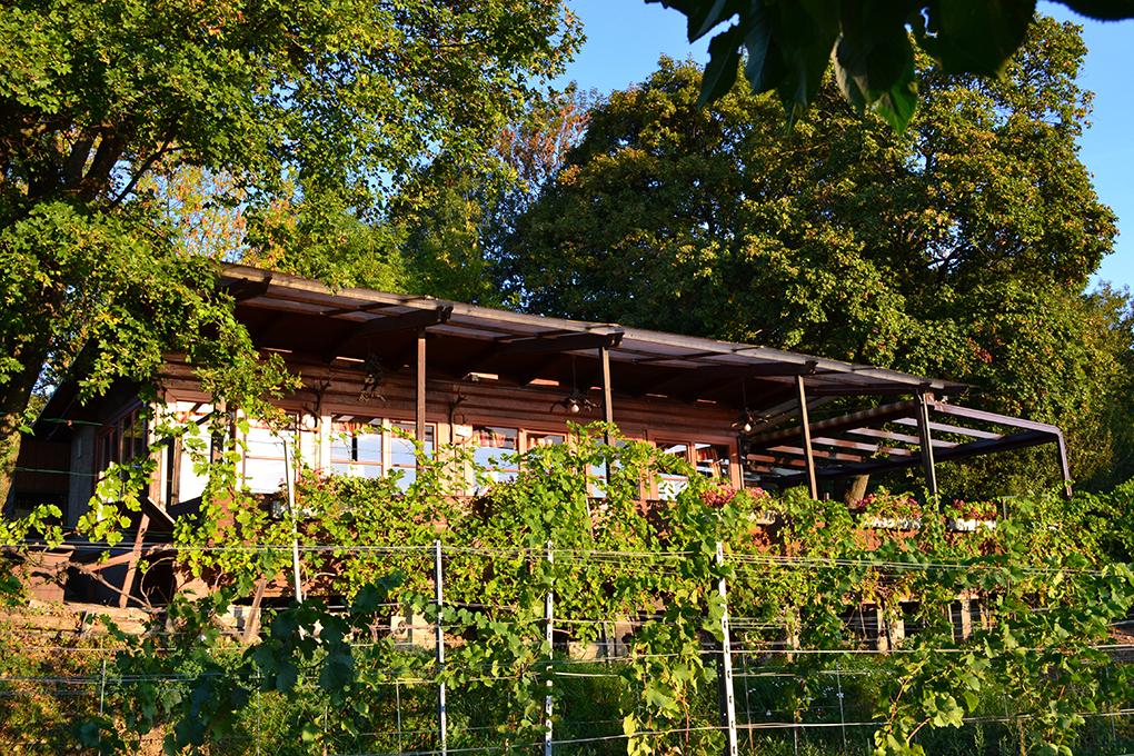 Ein heuriger hinter den Weinbergen des Wihelminenberges