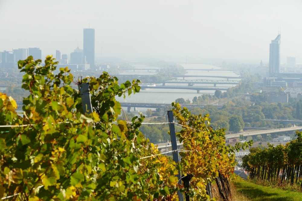 Die neblige Aussicht vom Wiener Nussberg auf die Stadt.